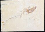 Cretaceous Fossil Fish (Spaniodon) #28202-1